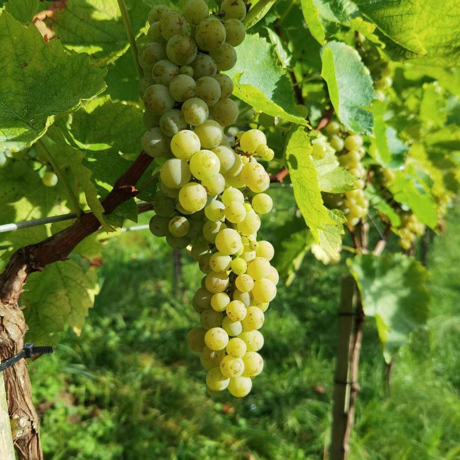 Privatzimmer Am Weinbrunnen Vorchdorf Exterior foto